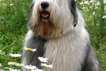 Raza de perro: Pastor Ovejero y sus características