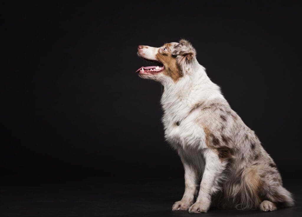 raza perro pastor australiano