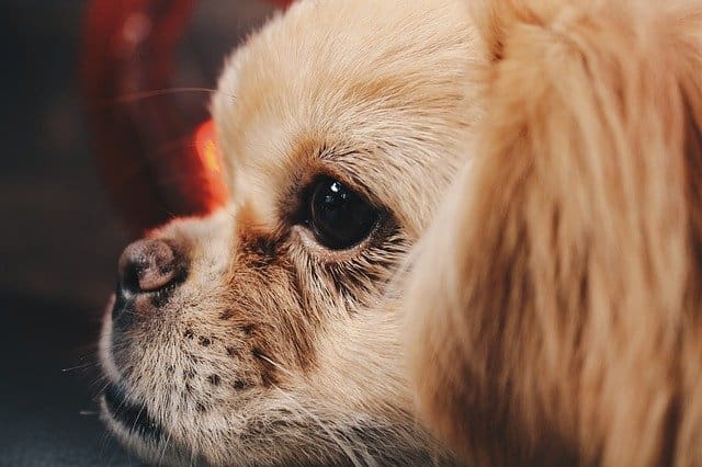 Raza de Perro Pekinés