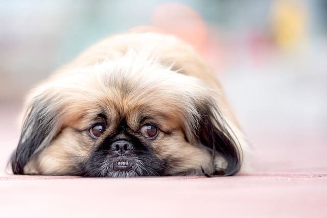 Raza de Perro Pekinés