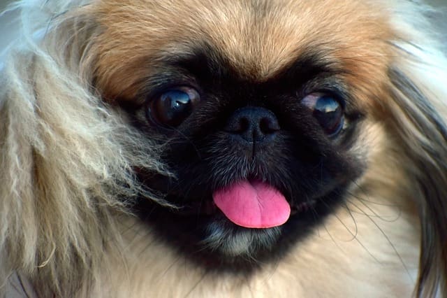 Raza de Perro Pekinés