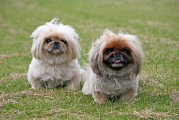 Raza de perro: Pekinés y sus características