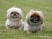Raza de perro: Pekinés y sus características