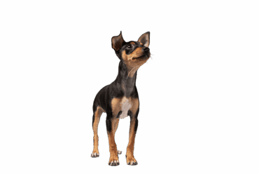 Raza de perro: Pinscher miniatura y sus características