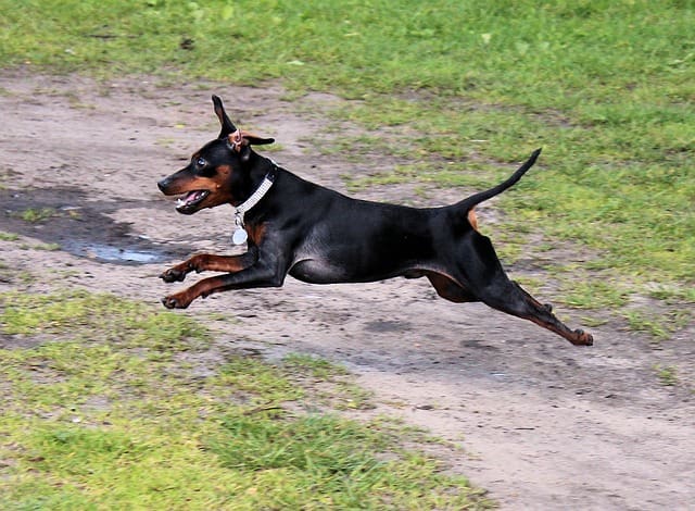 Raza de Perro Pincher Miniatura