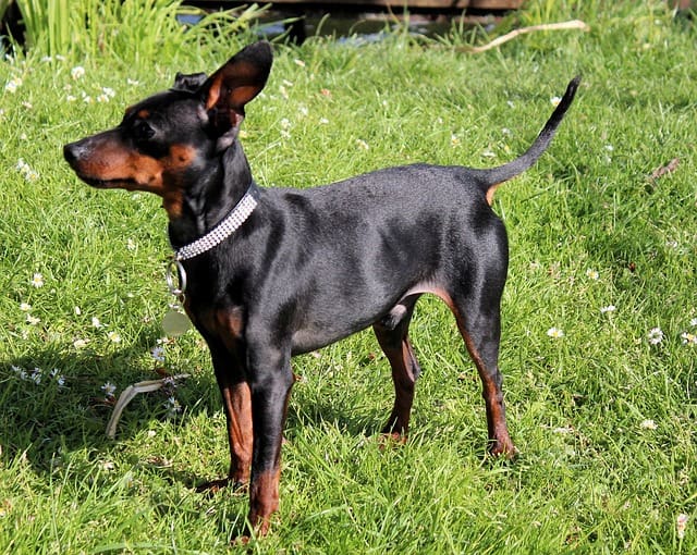Raza de Perro Pincher Miniatura