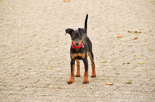 Raza de Perro Pincher Miniatura
