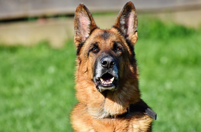 Raza de Perro Pastor Aleman