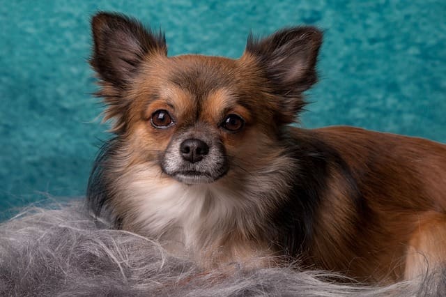 Raza Perro Chihuahua