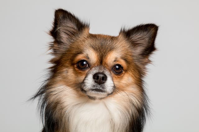Raza Perro Chihuahua