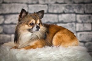 Raza Perro Chihuahua