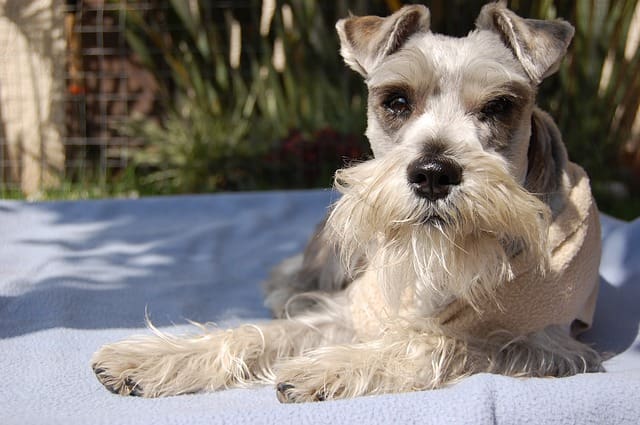 Raza de Perro Schnauzer