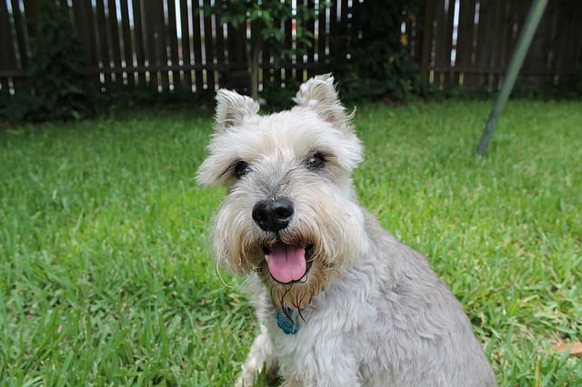 Raza de Perro Schnauzer