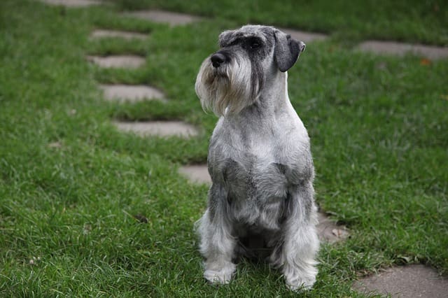 Raza de Perro Schnauzer