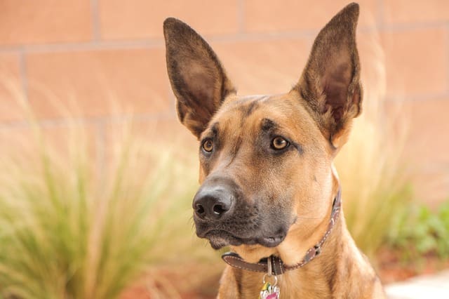 Raza de Perro Pastor Belga Malinois