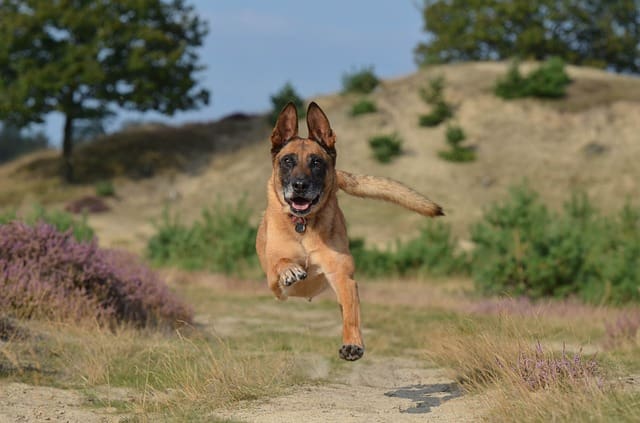 Raza de Perro Pastor Belga Malinois