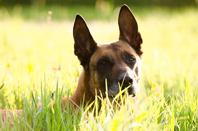 Raza de Perro Pastor Belga Malinois