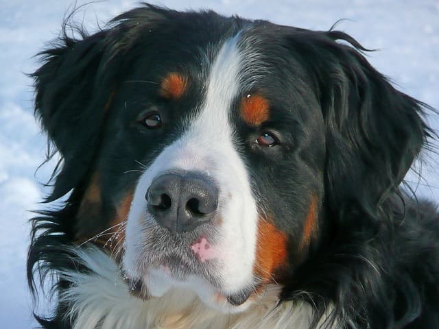 Raza de Perros Bernés de la Montaña