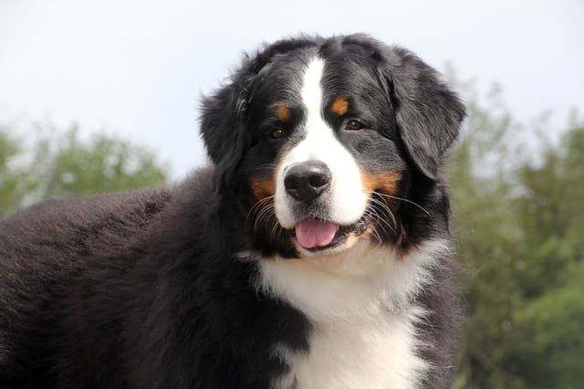 Raza de Perros Bernés de la Montaña