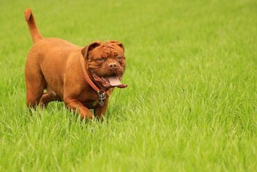 Raza de perro: Dogo de Burdeos y sus características
