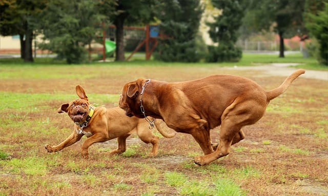 Raza de Perro Dogo de Burdeos