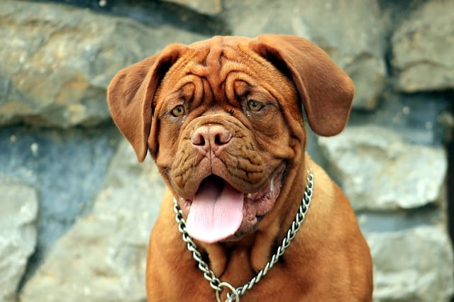 Raza de Perro Dogo de Burdeos