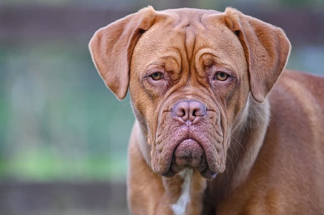 Raza de Perro Dogo de Burdeos