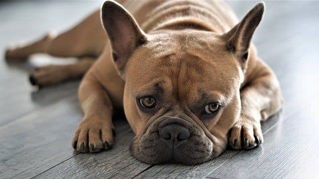 Raza de Perros Bulldog Francés
