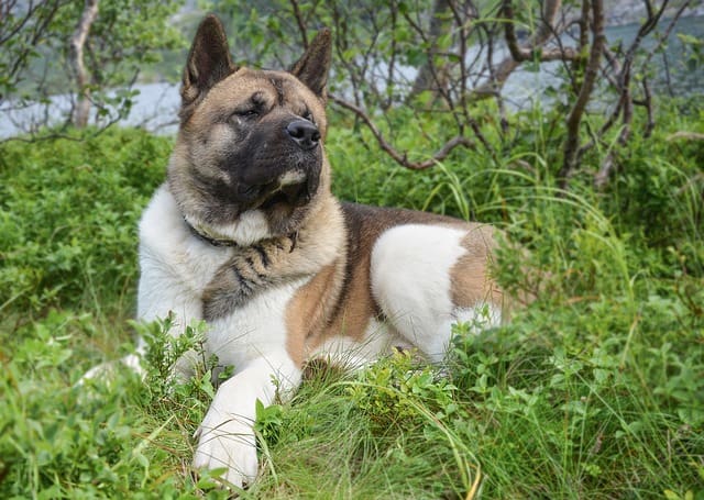 Raza de Perro Akita Americano