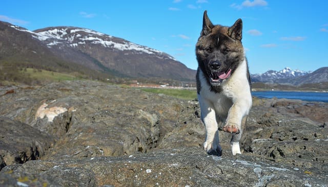 Raza de Perro Akita Americano