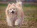Raza de perro: Pomerania y sus características