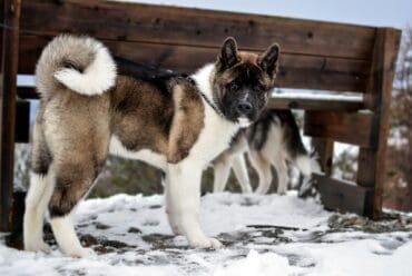 Raza de perro: Akita Americano y sus características