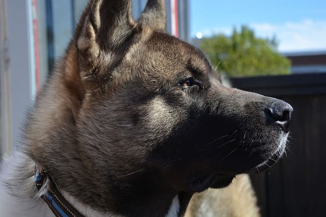 Raza de Perro Akita Americano