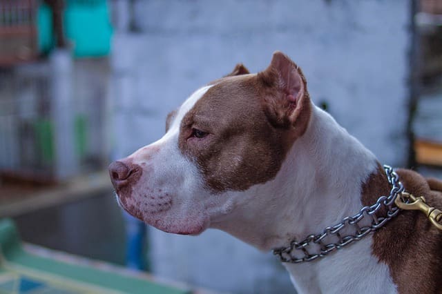 Raza de Perro Pitbull