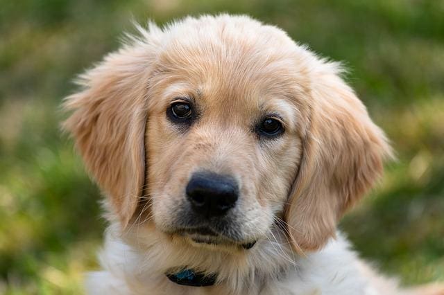 golden-retriever