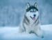 Raza de perro: Husky Siberiano y sus características