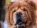 Raza de Perro: Chow Chow y sus características