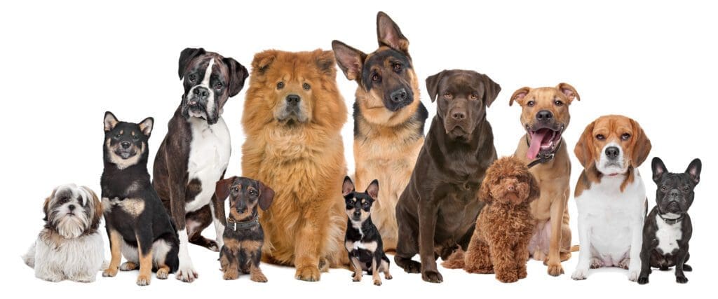 diferentes razas de perros