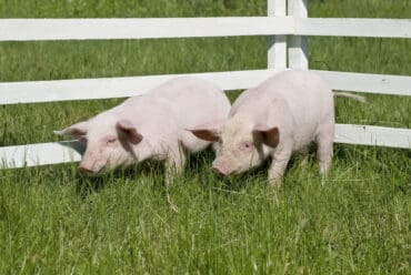 Razas de Cerdos Yorkshire