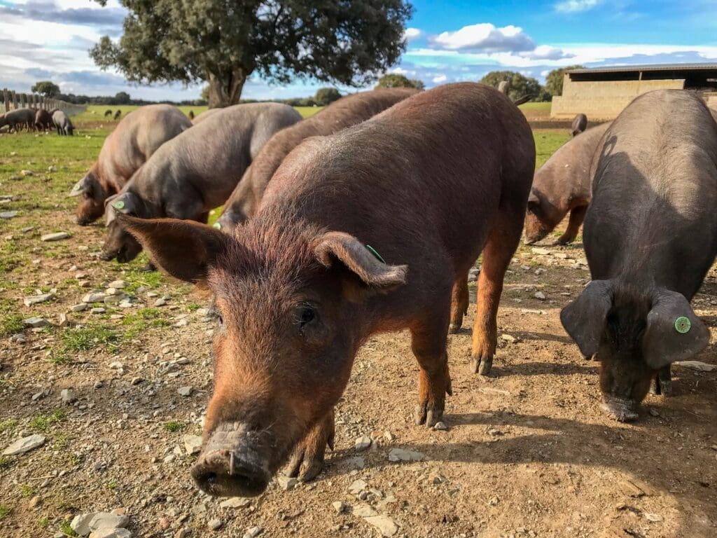 Cerdos - Pasión Veterinaria