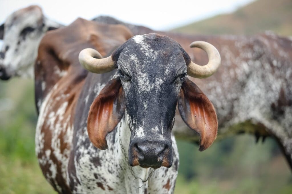 raza de vacas gyr