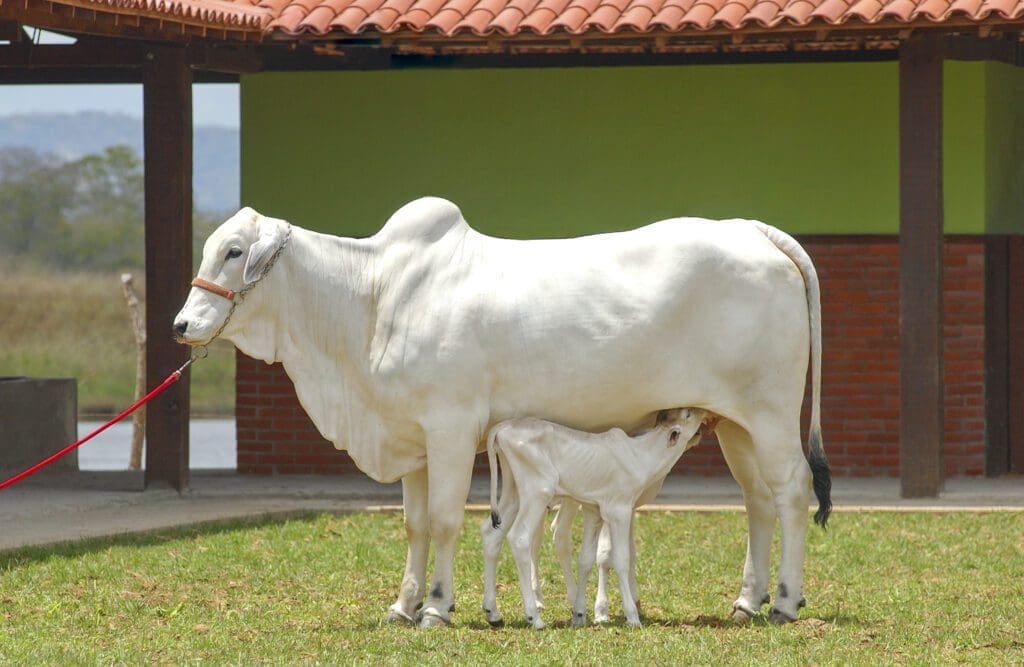 vacas brahma