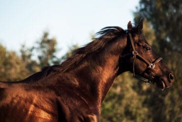 Raza de Caballo  Pura Sangre 