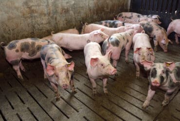 Raza de Cerdo Pietrain