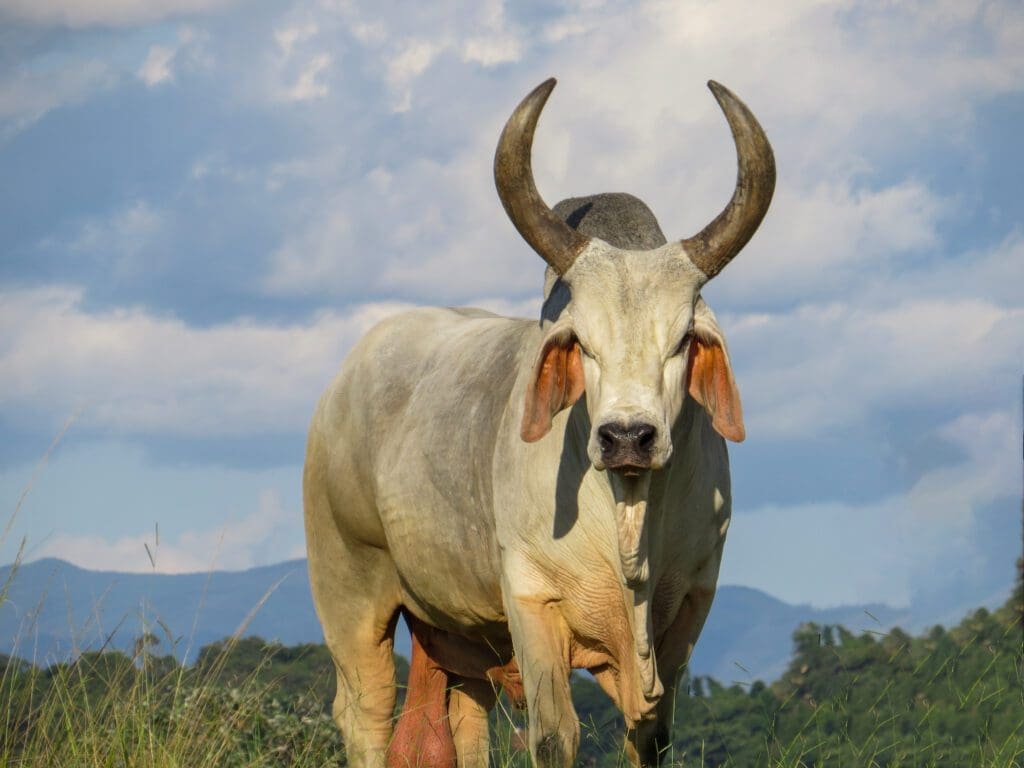 vacas guzera
