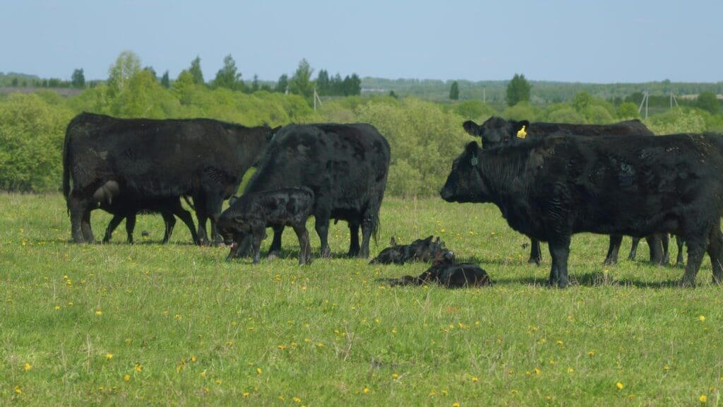 vacas brangus