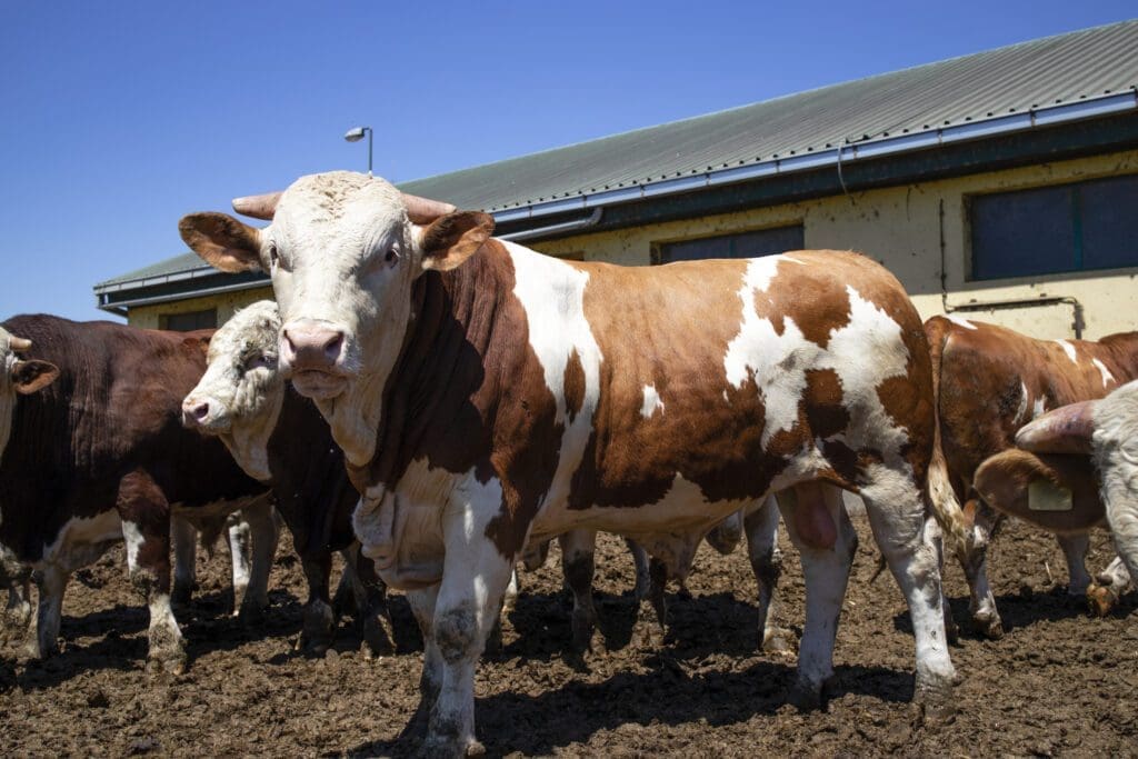 raza vacas simmental