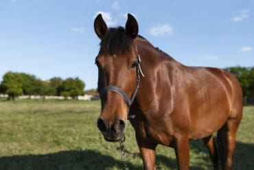 Raza de Caballo Criollo Colombiano