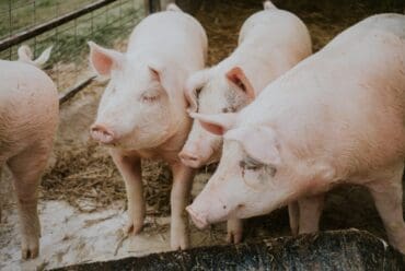 Razas de Cerdos Landrace