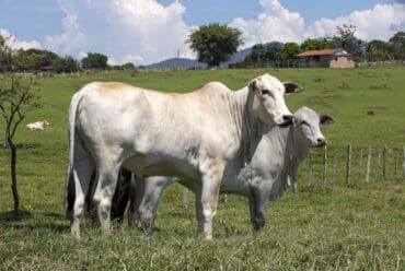 Raza de Vacas Nelore